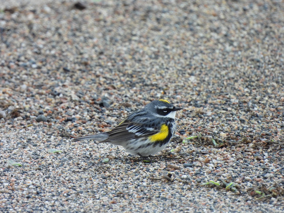 Yellow-rumped Warbler - Pegg & Mark Campbell