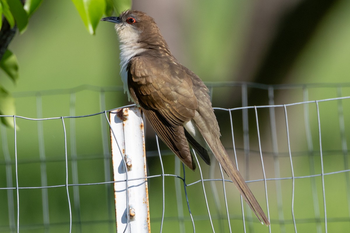 Black-billed Cuckoo - KIRK BELLER