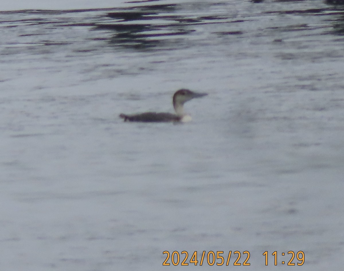 Common Loon - Mark Holmgren