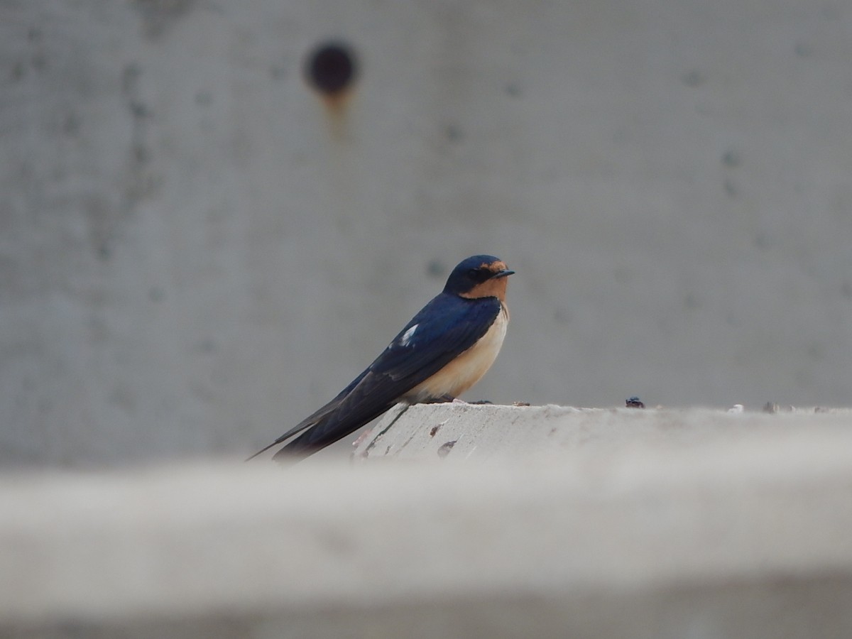 Barn Swallow - Lawson Bishop