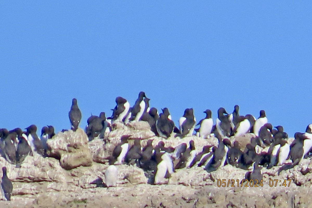 Common Murre - Brian Iverson