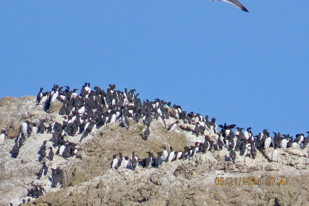 Common Murre - Brian Iverson