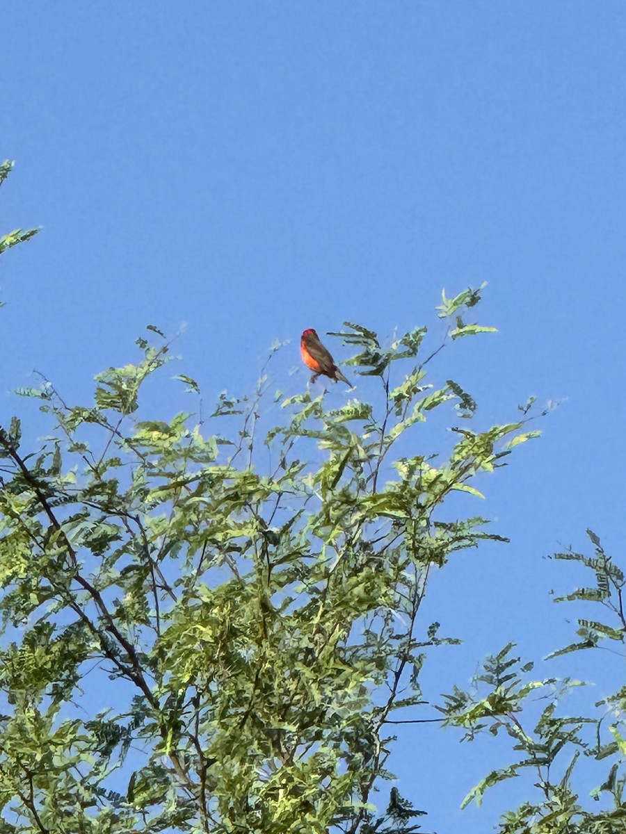 Vermilion Flycatcher - Iris Yost