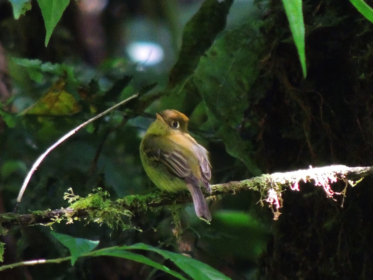 Yellowish Flycatcher - Roger Lambert