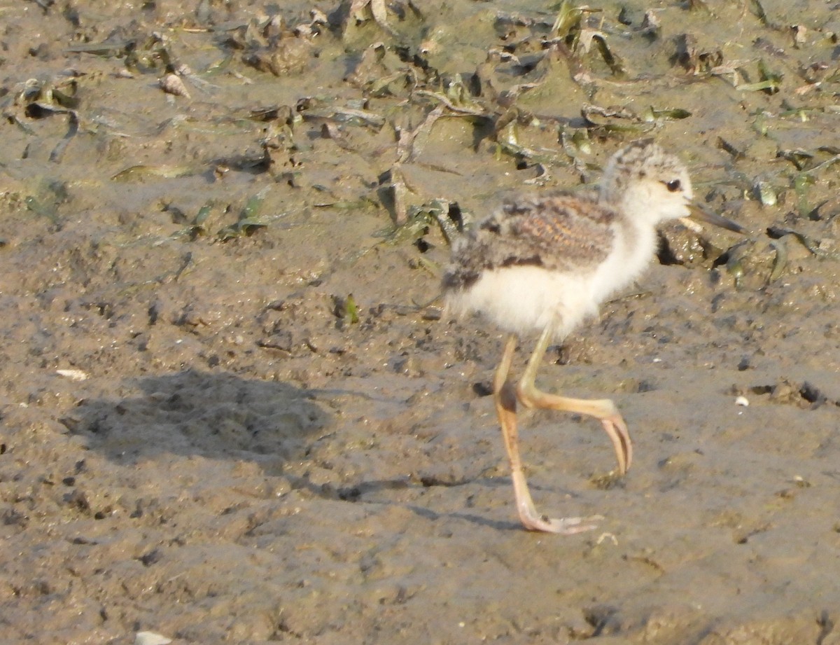 Black-winged Stilt - Prof Chandan Singh Dalawat