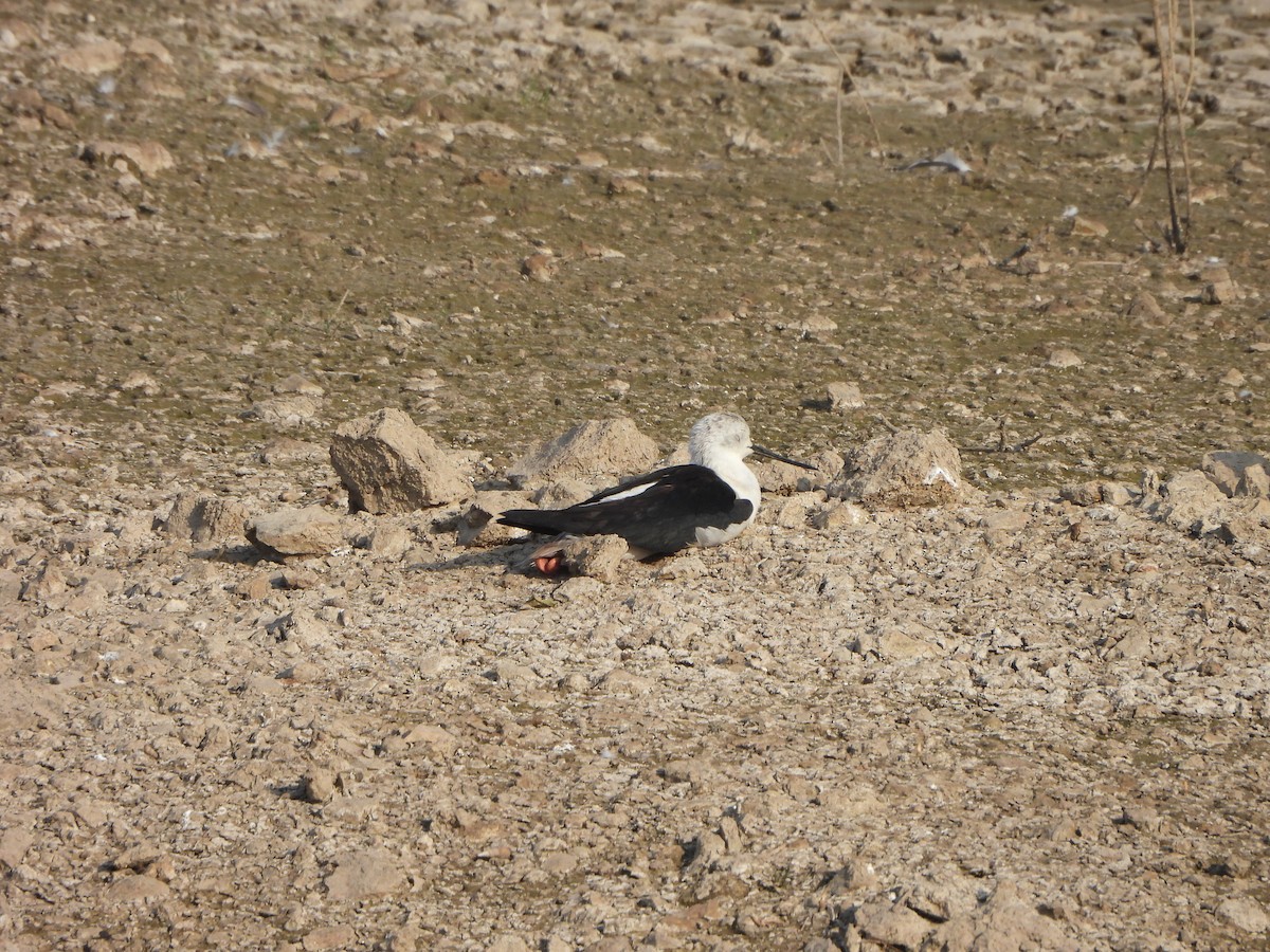 Black-winged Stilt - Prof Chandan Singh Dalawat