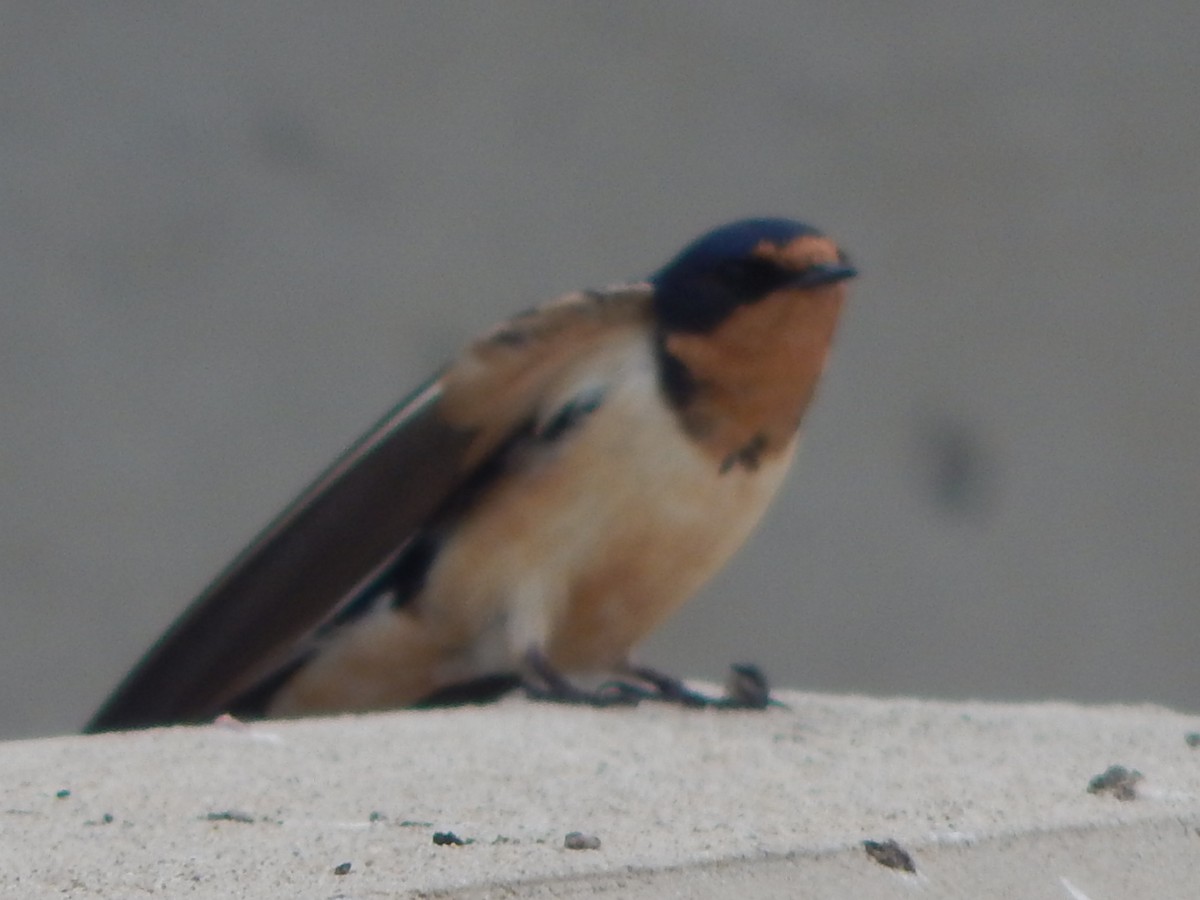 Barn Swallow - Lawson Bishop