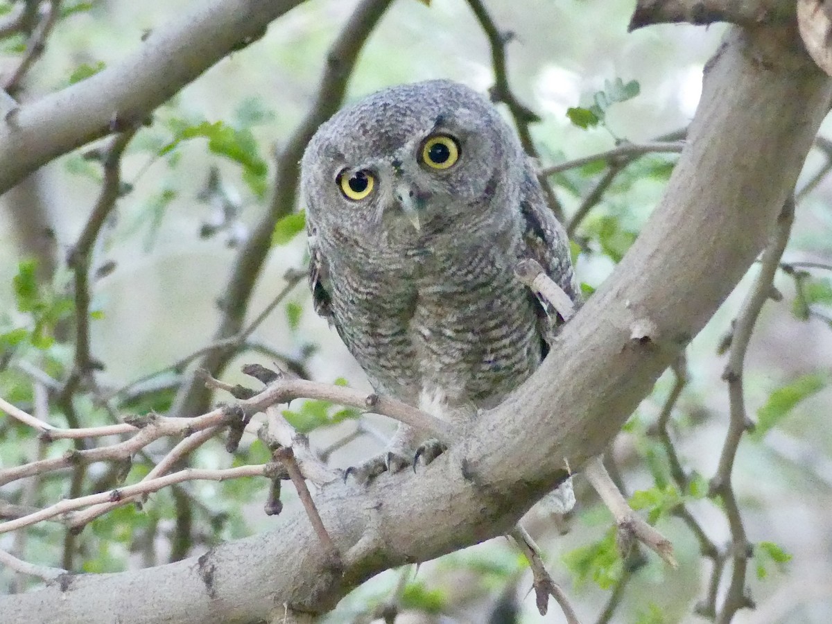 Western Screech-Owl - Dennis Wolter