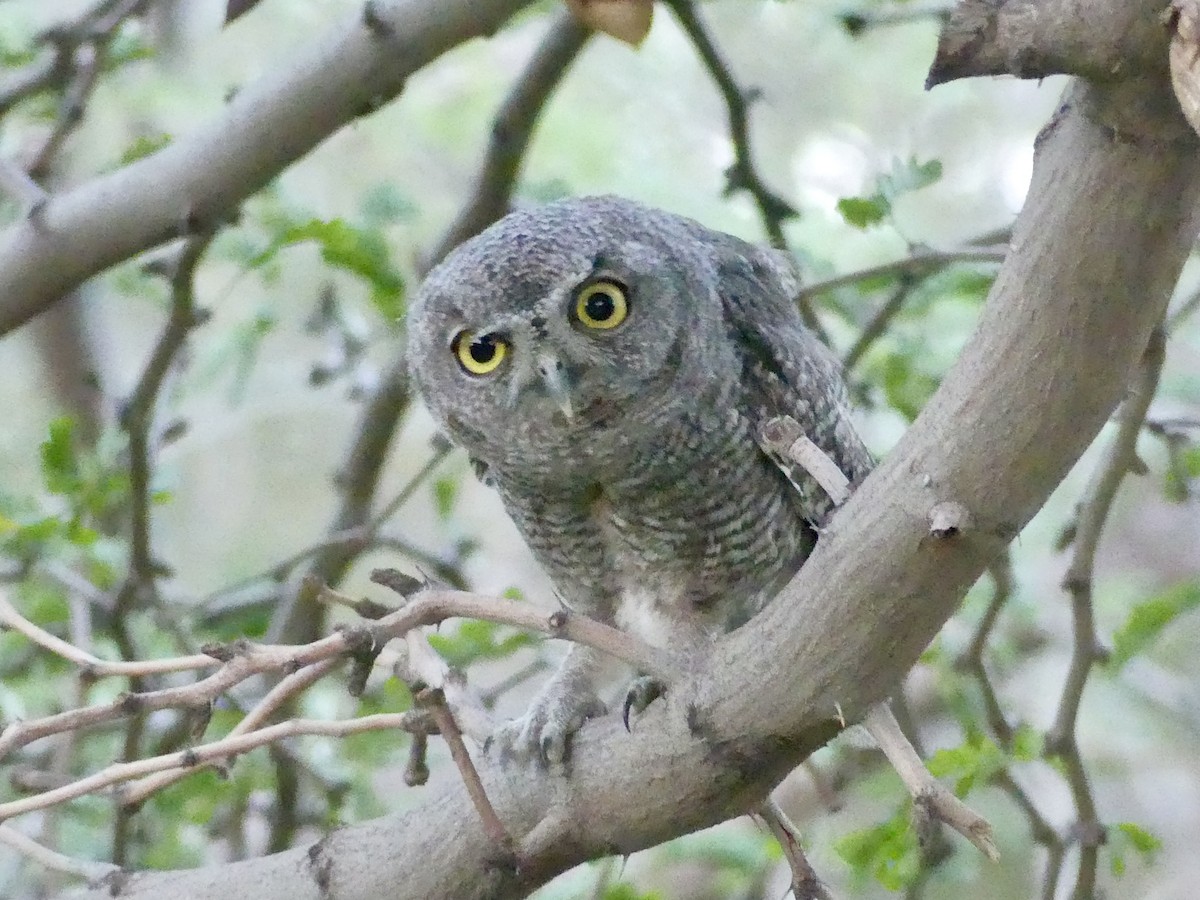 Western Screech-Owl - Dennis Wolter