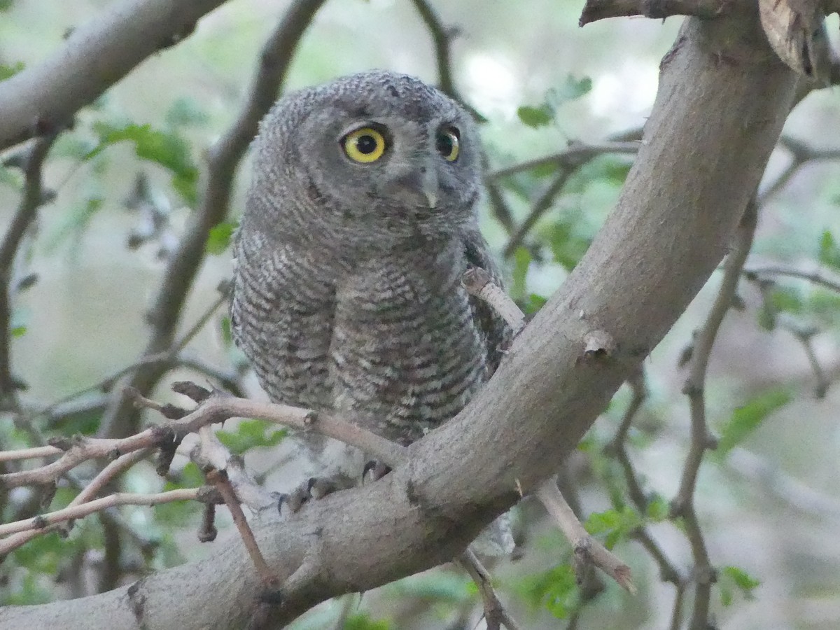 Western Screech-Owl - Dennis Wolter