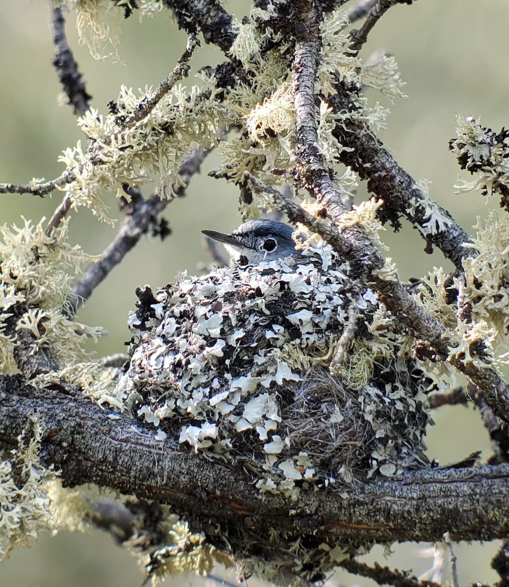 Blue-gray Gnatcatcher - Marion Hadden