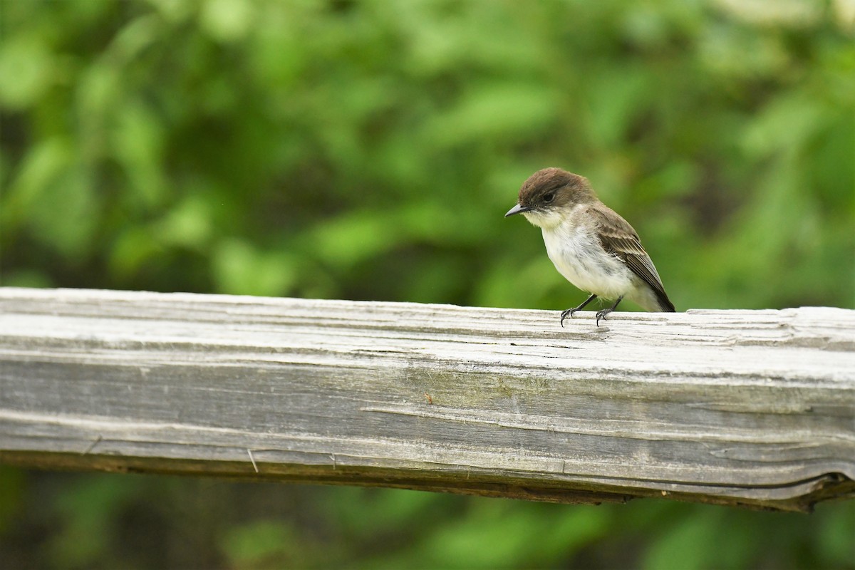 Eastern Wood-Pewee - Marcia Suchy