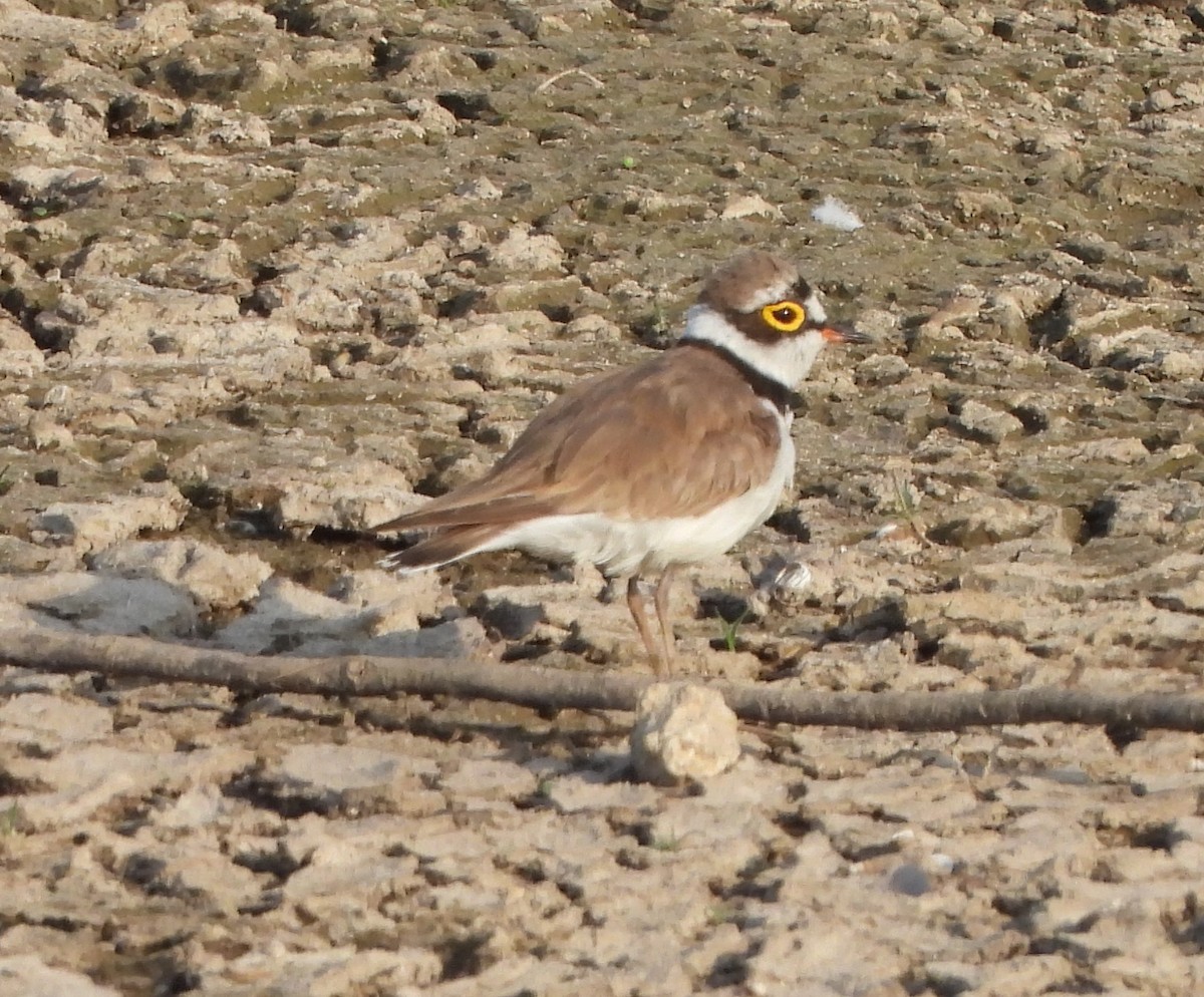 Little Ringed Plover - Prof Chandan Singh Dalawat