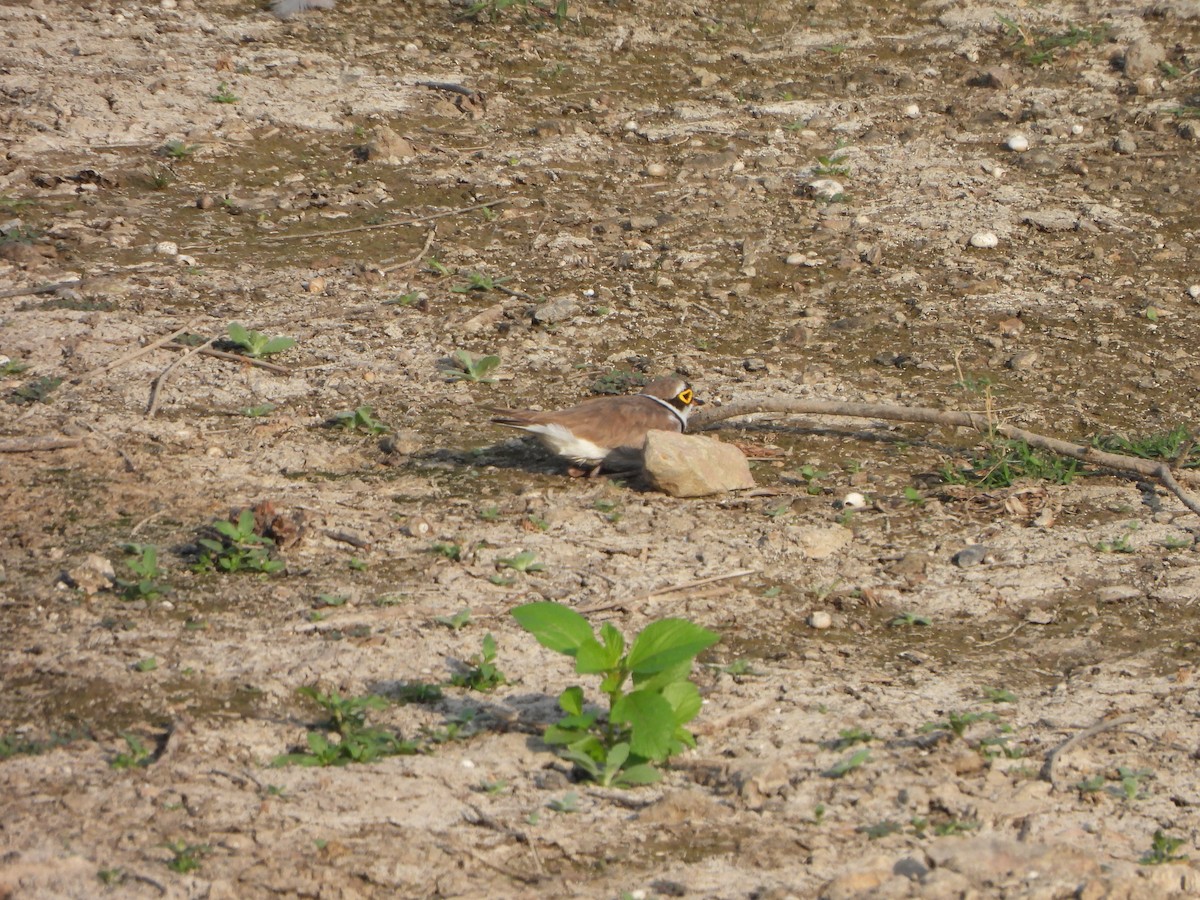 Little Ringed Plover - Prof Chandan Singh Dalawat