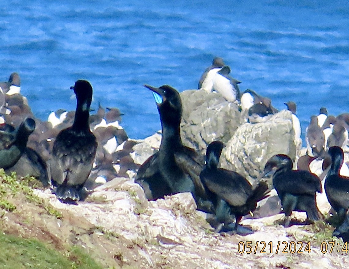 Brandt's Cormorant - Brian Iverson