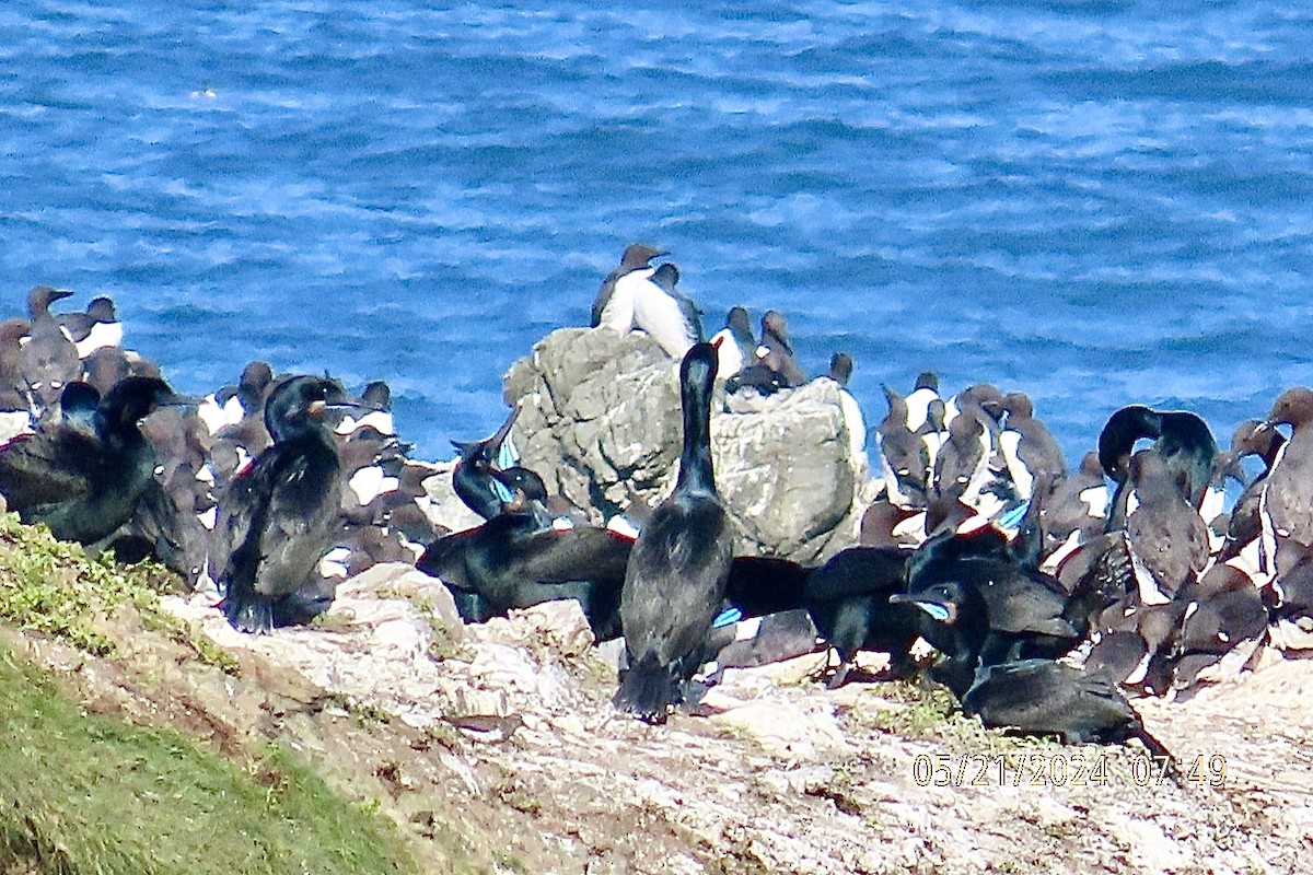 Brandt's Cormorant - Brian Iverson