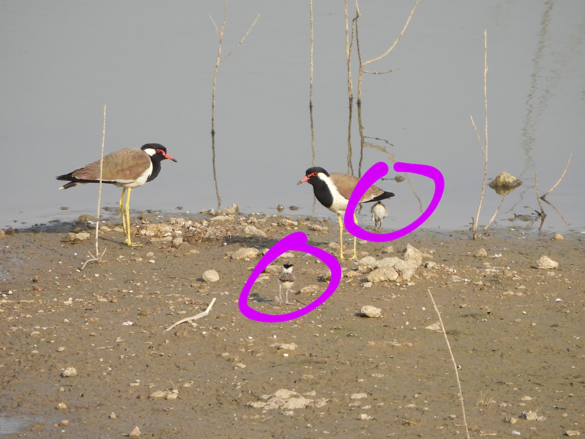 Red-wattled Lapwing - Prof Chandan Singh Dalawat