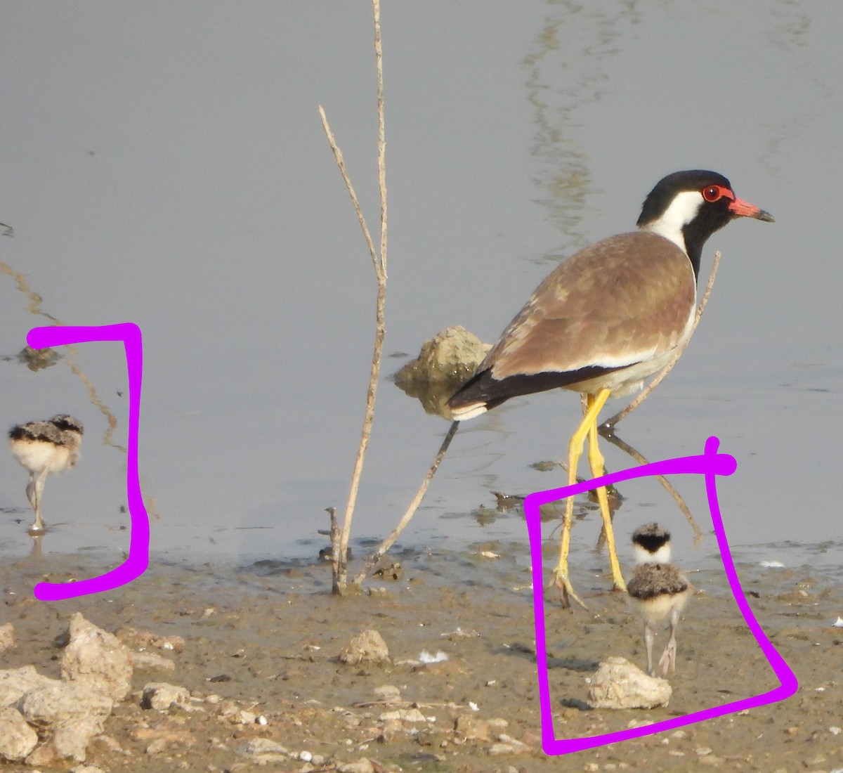 Red-wattled Lapwing - Prof Chandan Singh Dalawat