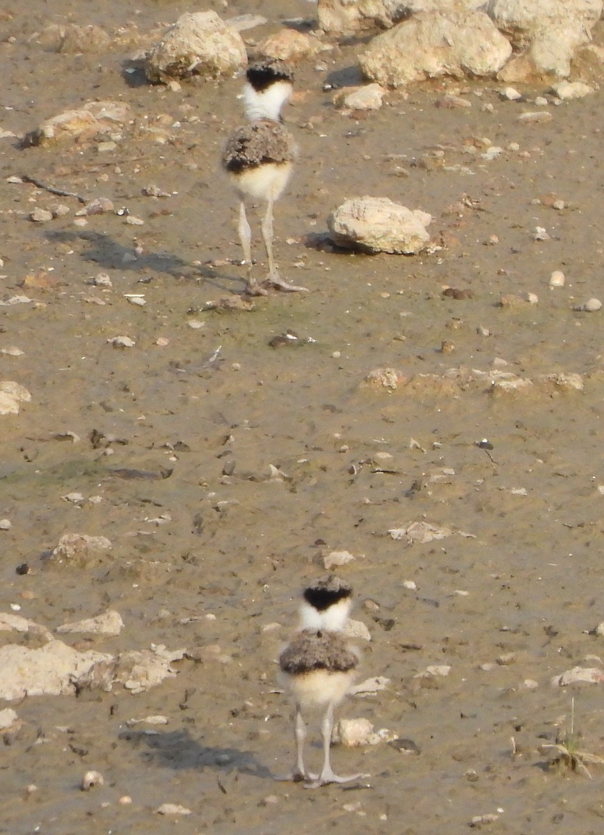 Red-wattled Lapwing - Prof Chandan Singh Dalawat