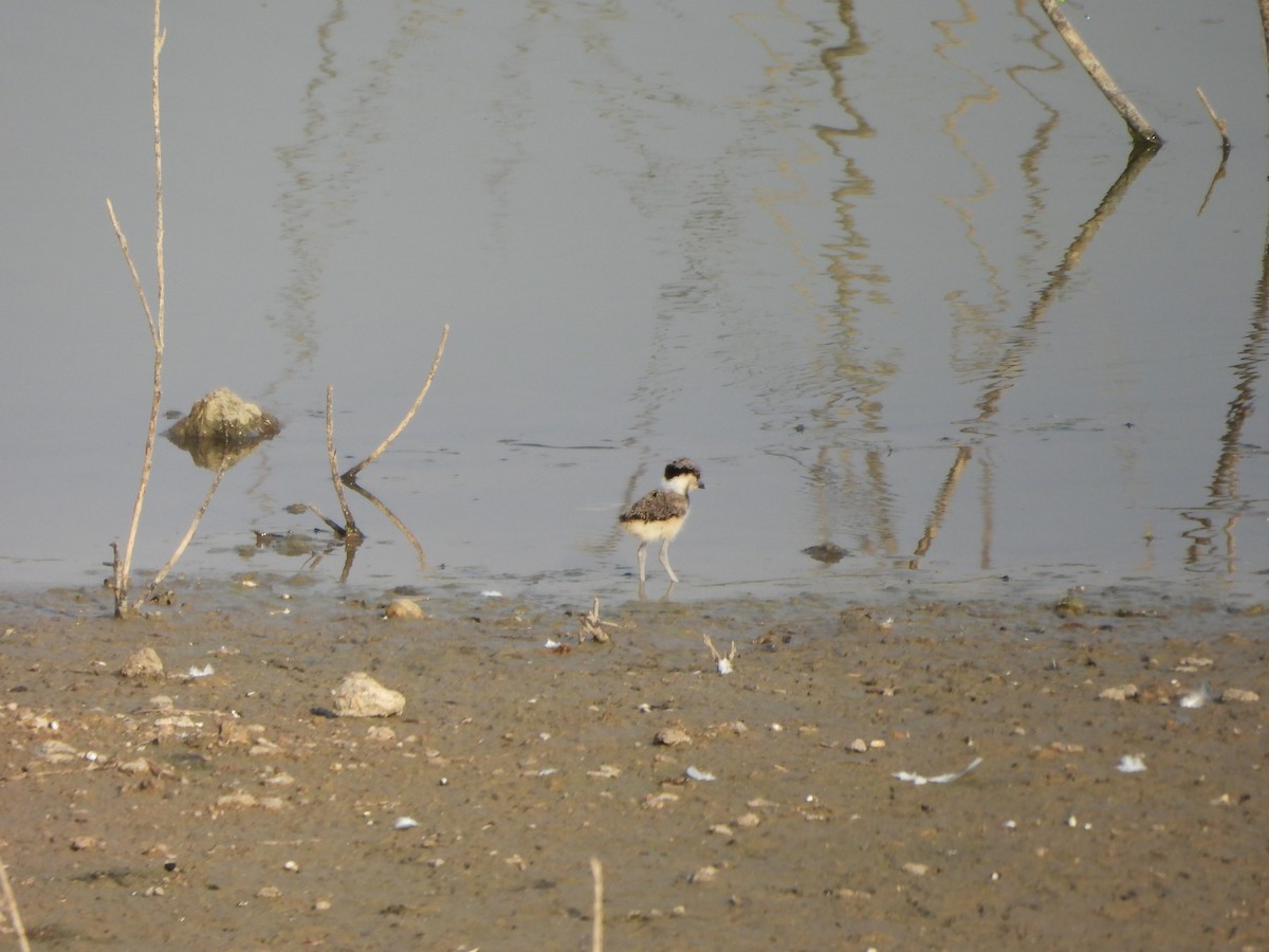 Red-wattled Lapwing - Prof Chandan Singh Dalawat