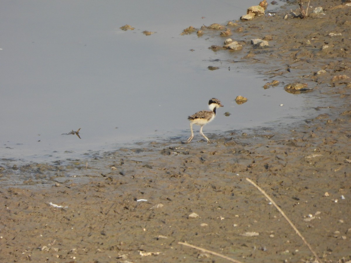 Red-wattled Lapwing - Prof Chandan Singh Dalawat