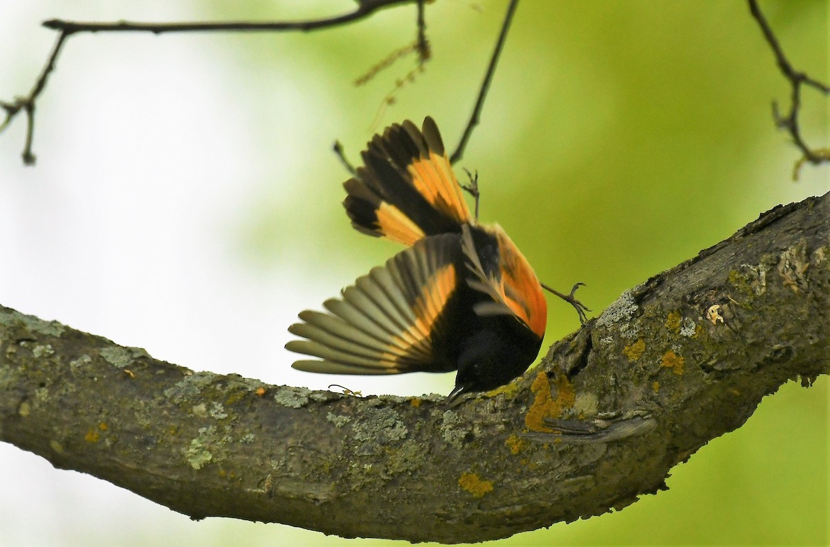 American Redstart - Marcia Suchy