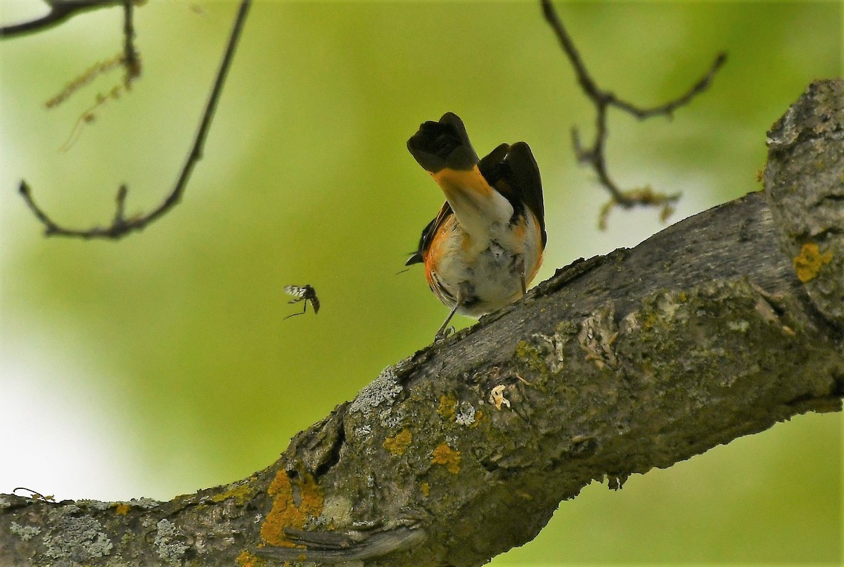 American Redstart - Marcia Suchy