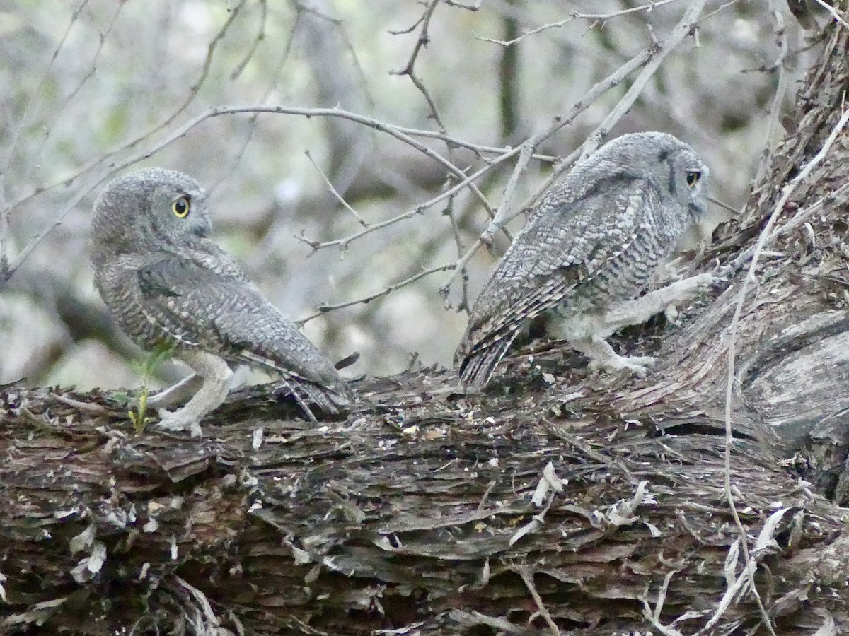 Western Screech-Owl - Dennis Wolter