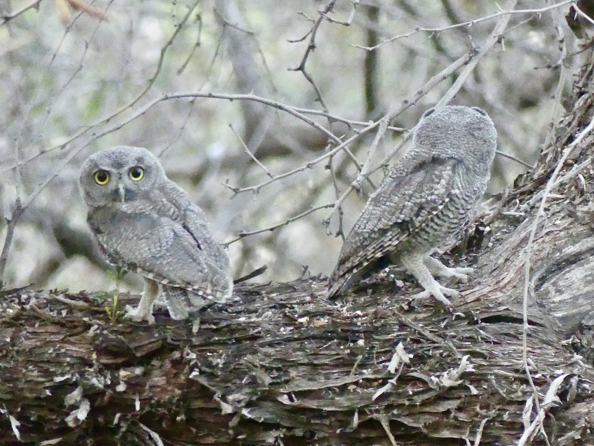 Western Screech-Owl - Dennis Wolter