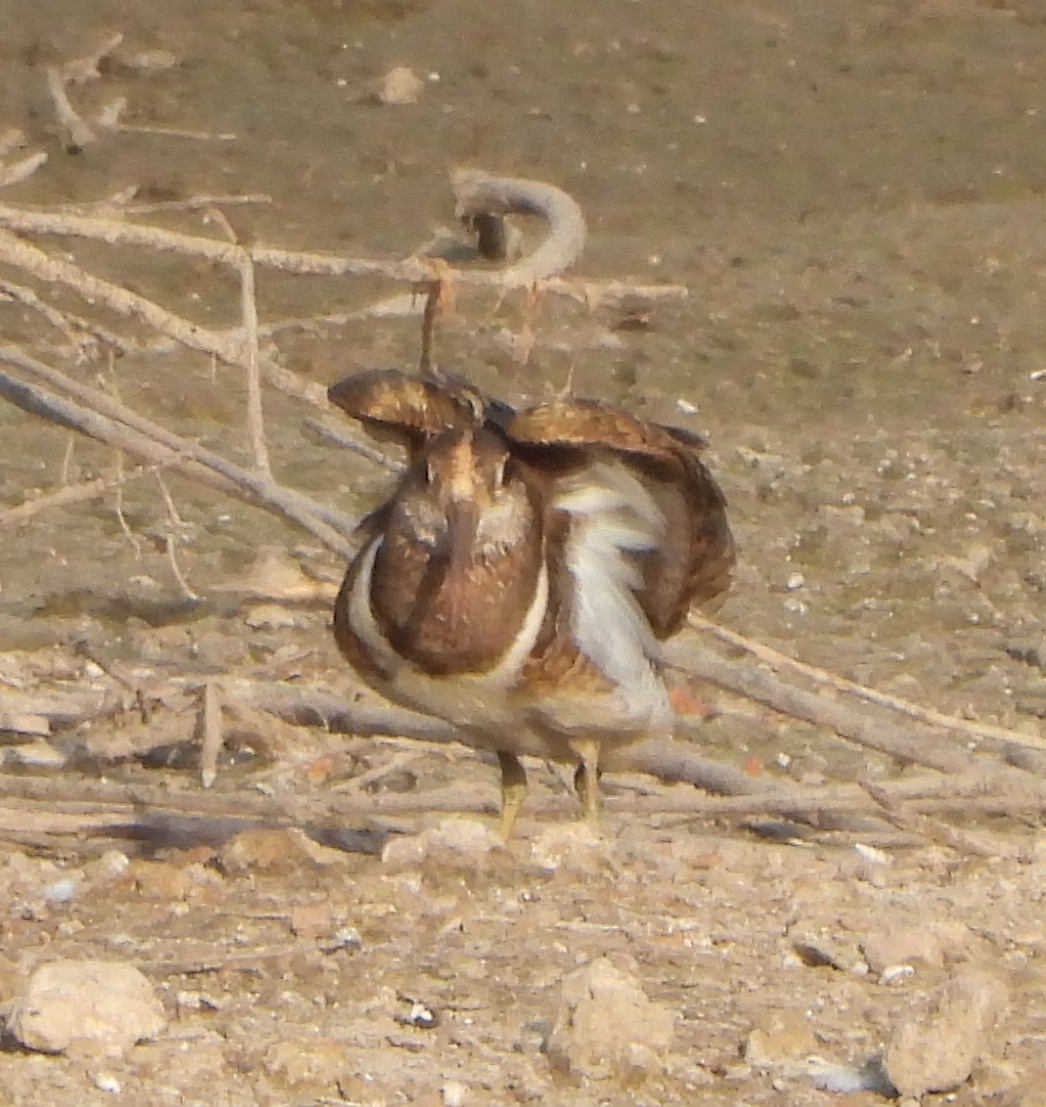 Greater Painted-Snipe - Prof Chandan Singh Dalawat