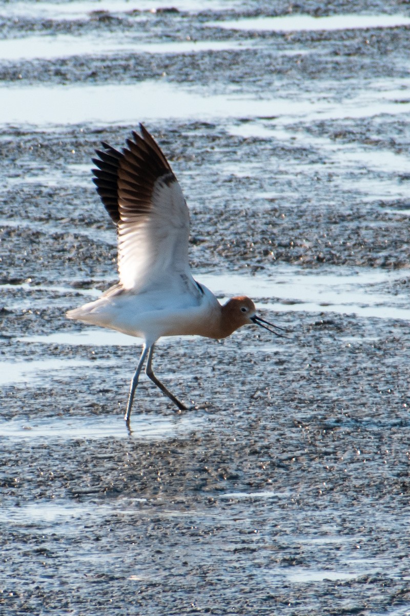 American Avocet - Dawn S