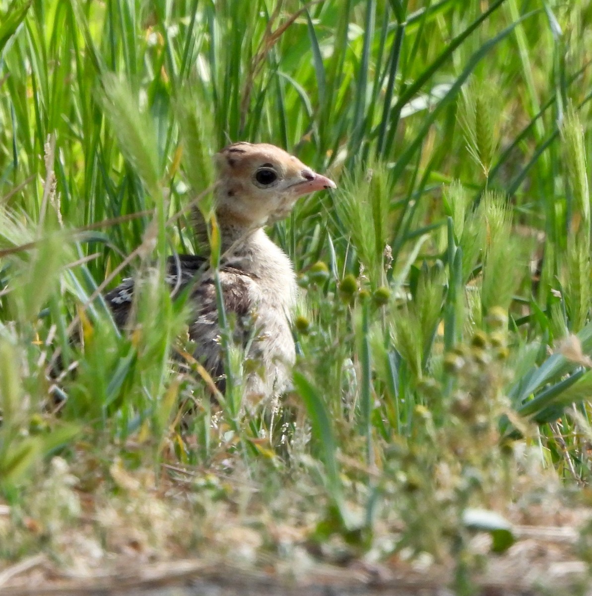 Wild Turkey - Michelle Haglund