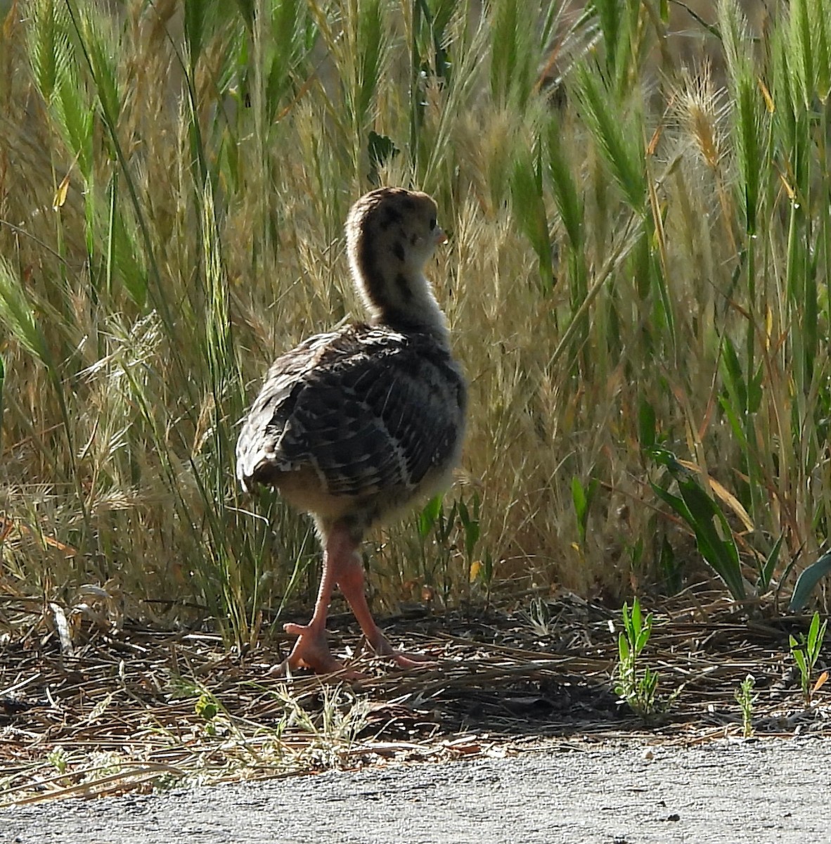 Wild Turkey - Michelle Haglund