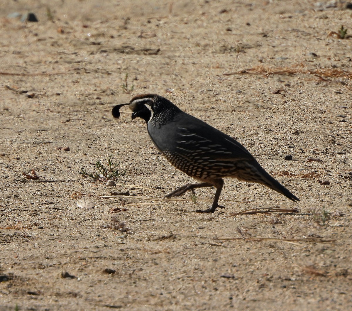 California Quail - Michelle Haglund