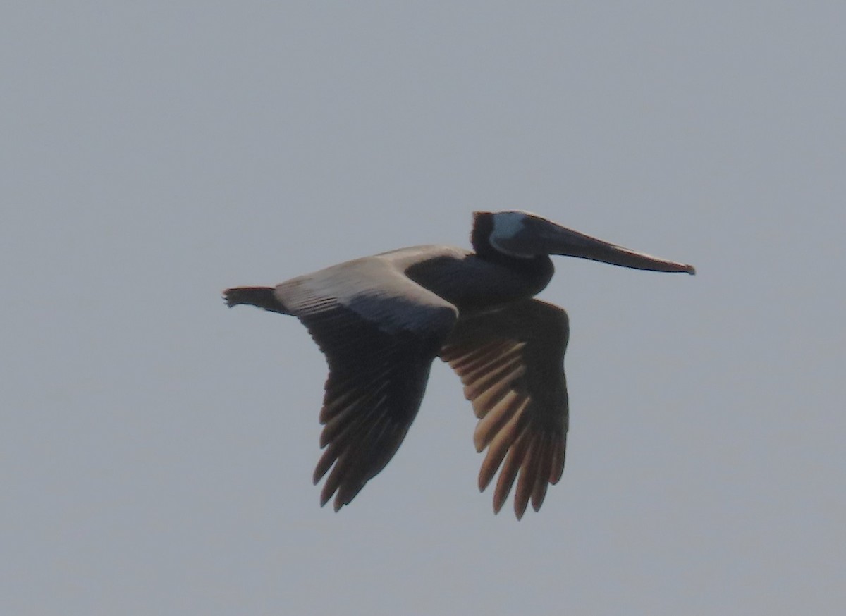 Brown Pelican - Heidi George