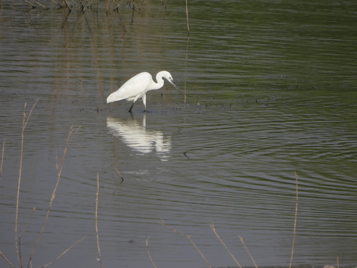 Little Egret - Prof Chandan Singh Dalawat