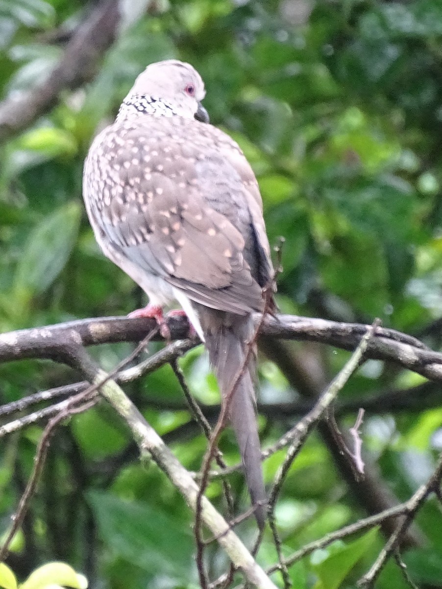 Spotted Dove - Sri Srikumar