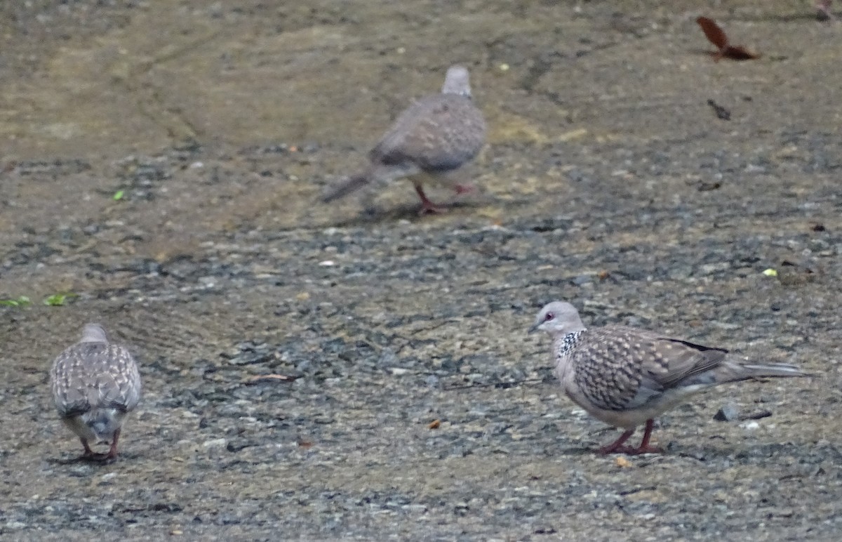 Spotted Dove - Sri Srikumar