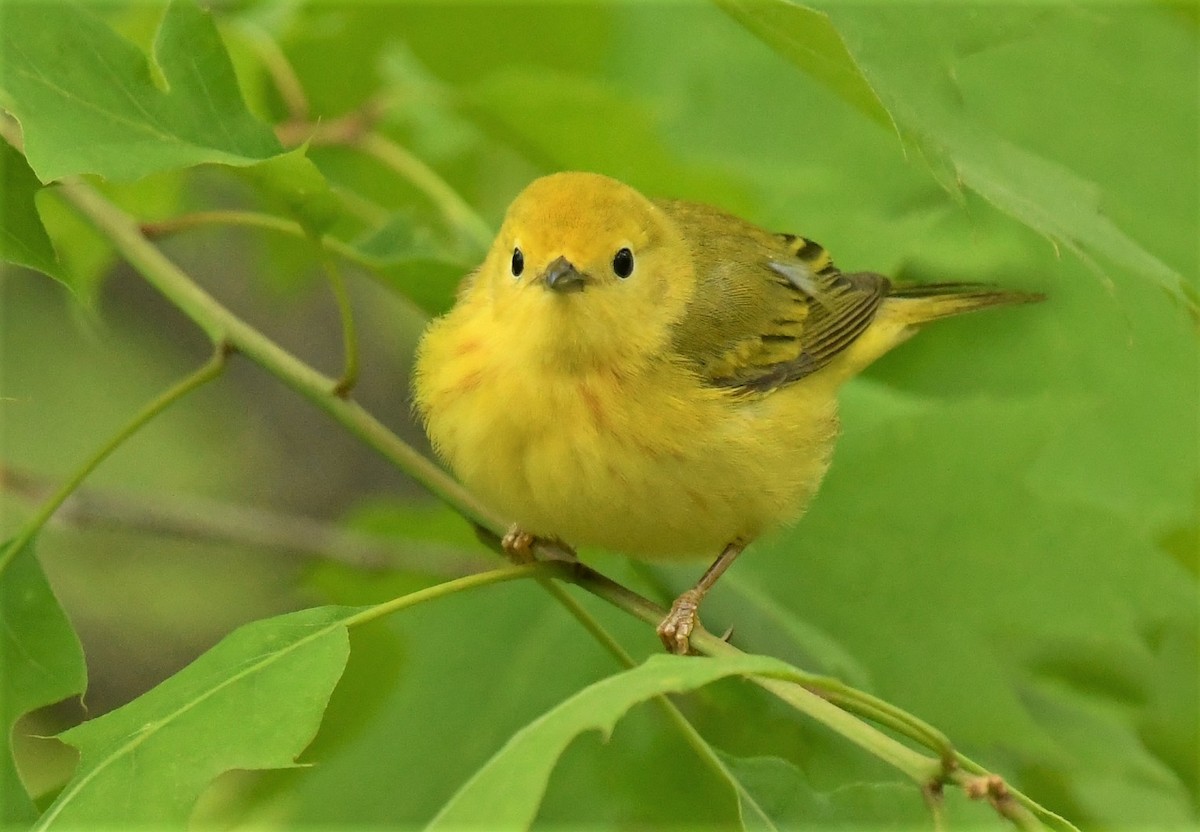 Yellow Warbler - Marcia Suchy