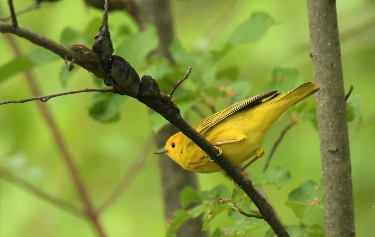 Yellow Warbler - Marcia Suchy