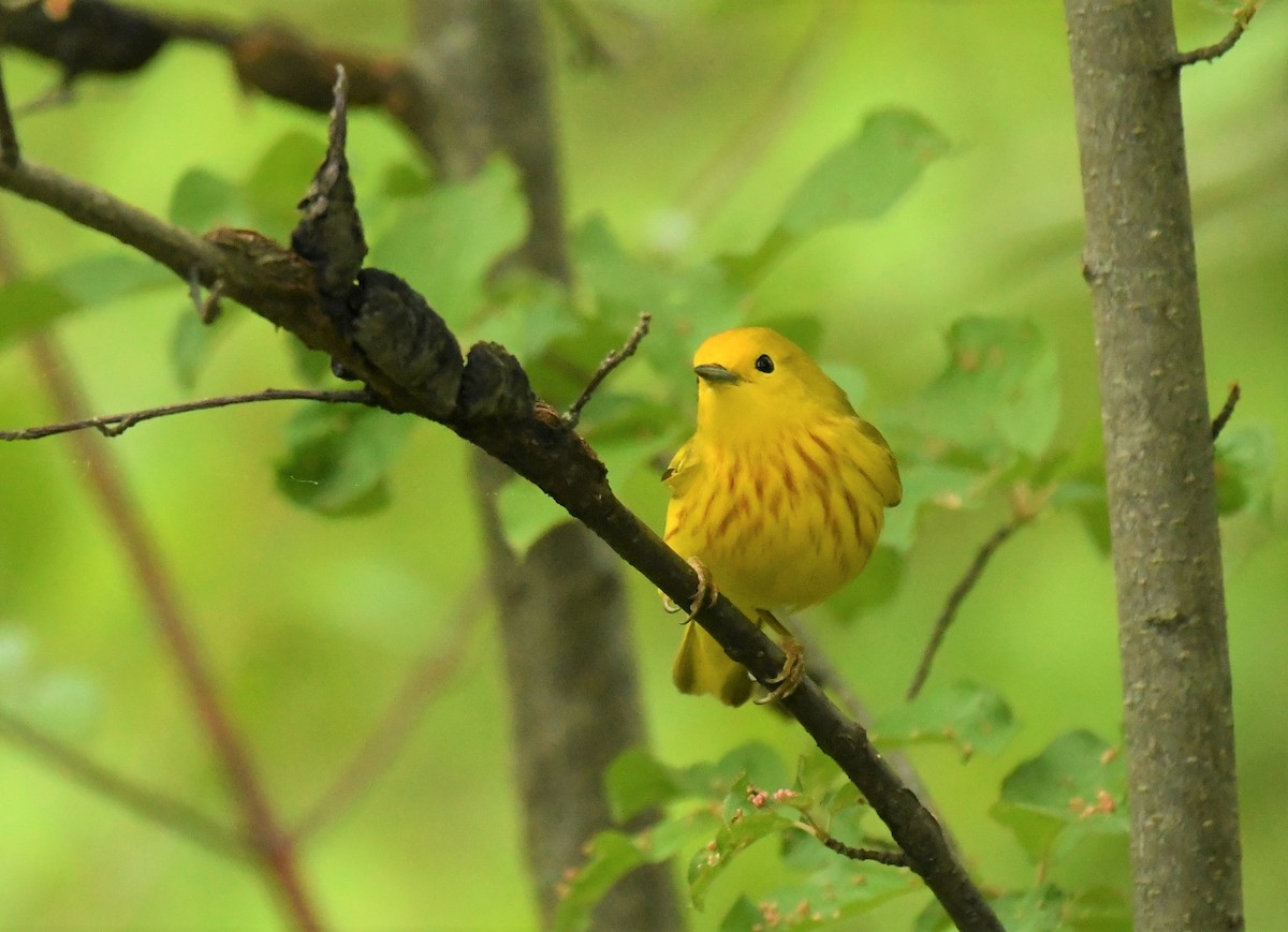 Yellow Warbler - Marcia Suchy