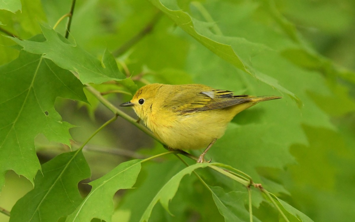 Yellow Warbler - Marcia Suchy