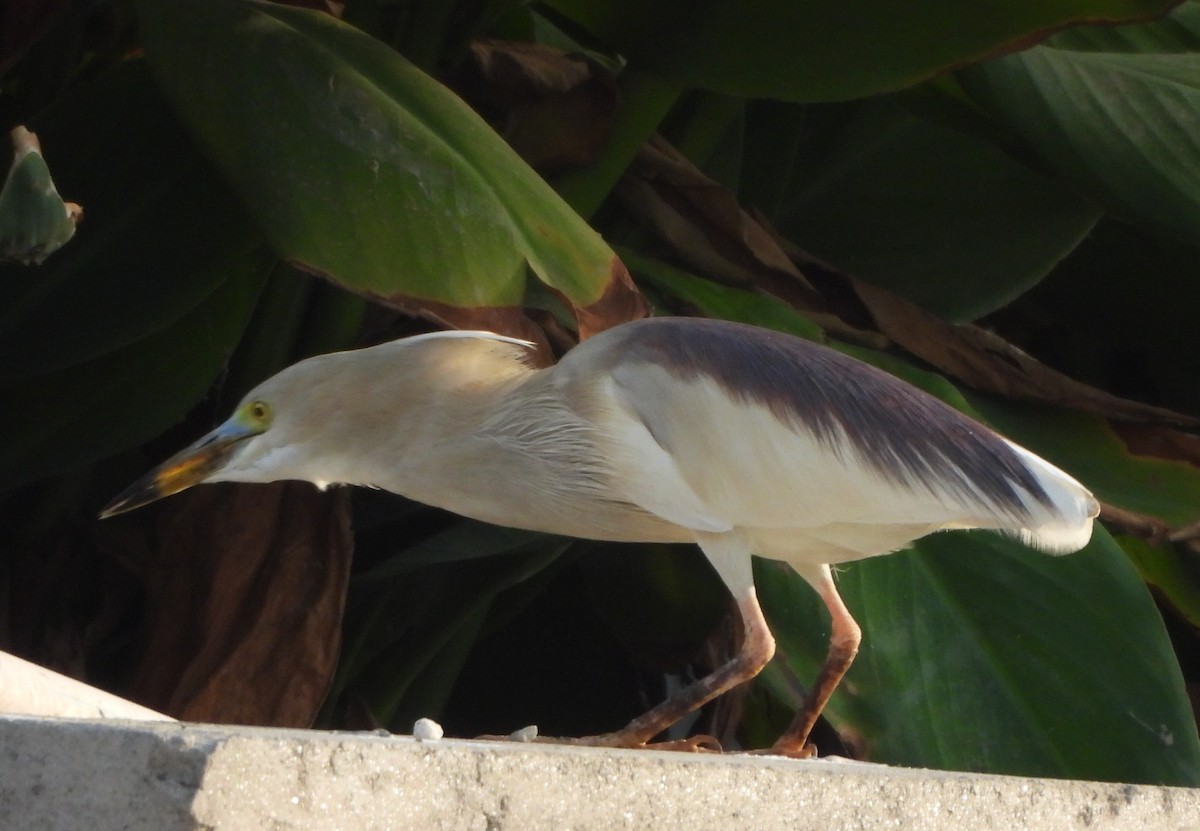 Indian Pond-Heron - Prof Chandan Singh Dalawat