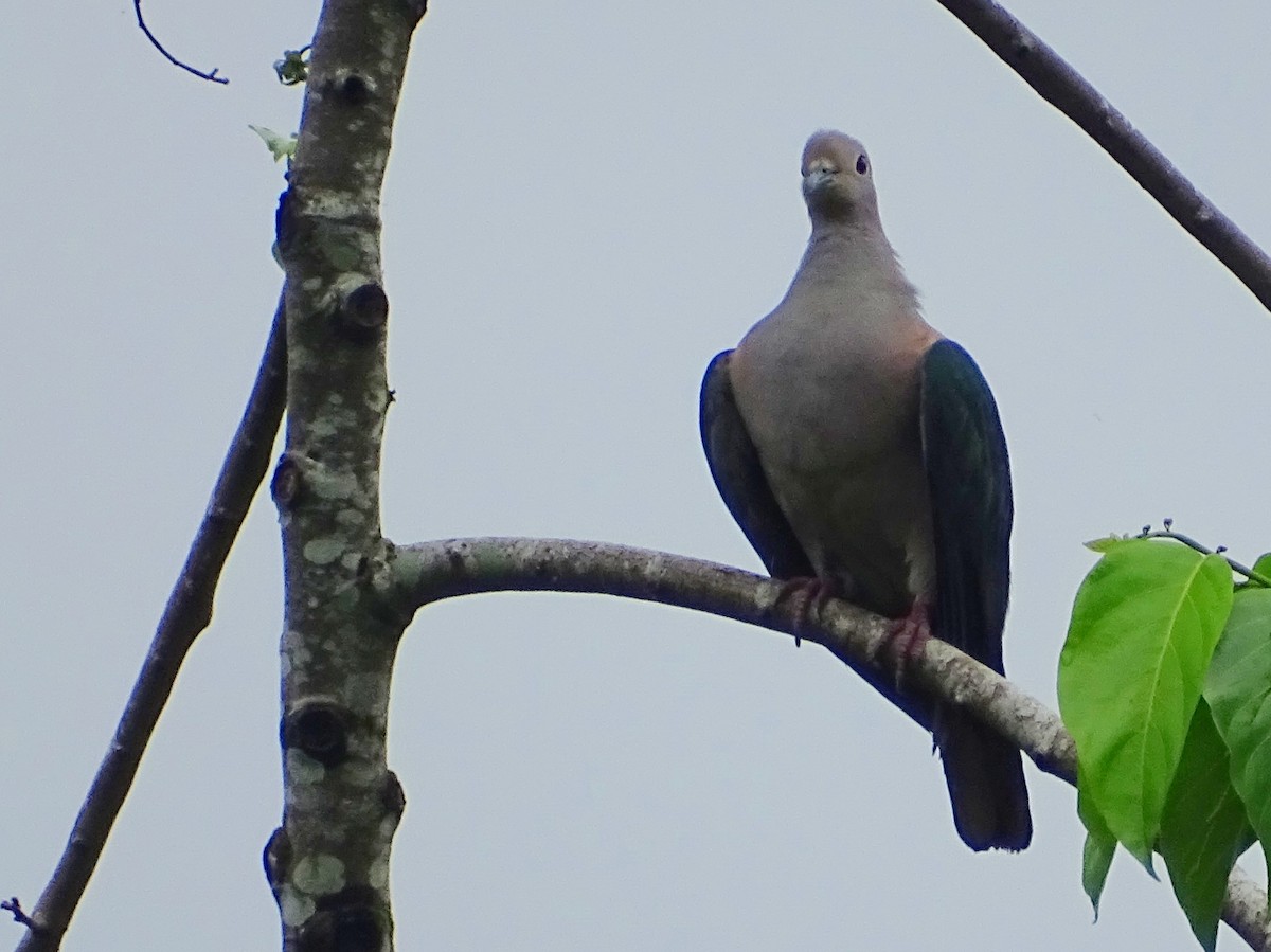 Green Imperial-Pigeon - Sri Srikumar