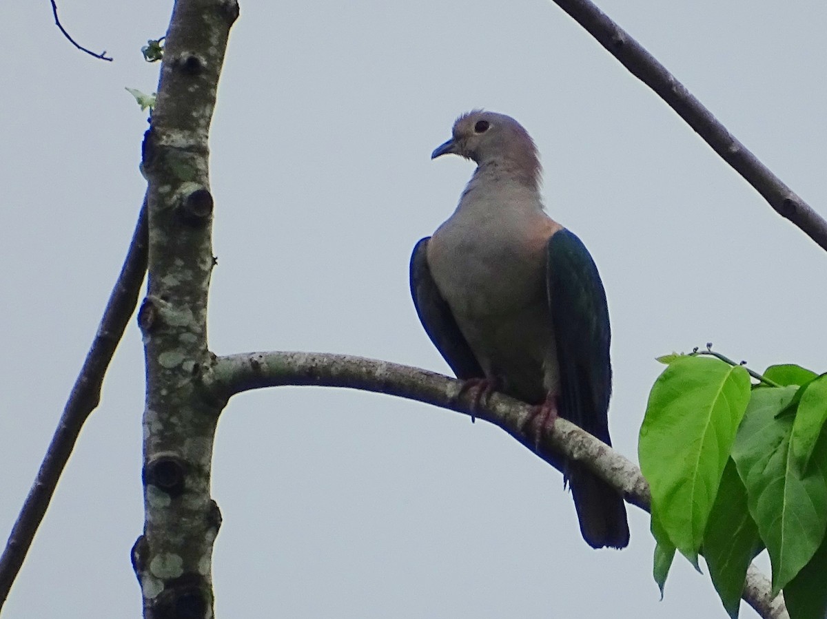 Green Imperial-Pigeon - Sri Srikumar