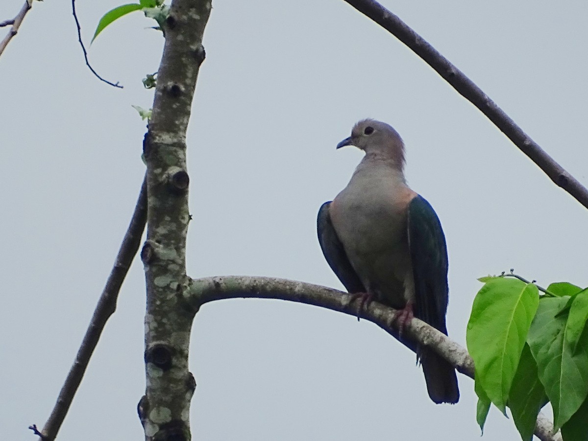 Green Imperial-Pigeon - Sri Srikumar