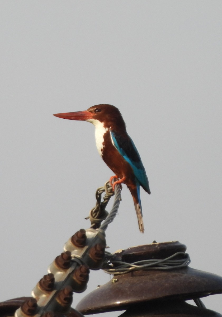 White-throated Kingfisher - Prof Chandan Singh Dalawat