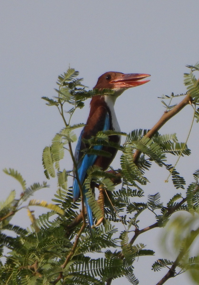 White-throated Kingfisher - Prof Chandan Singh Dalawat