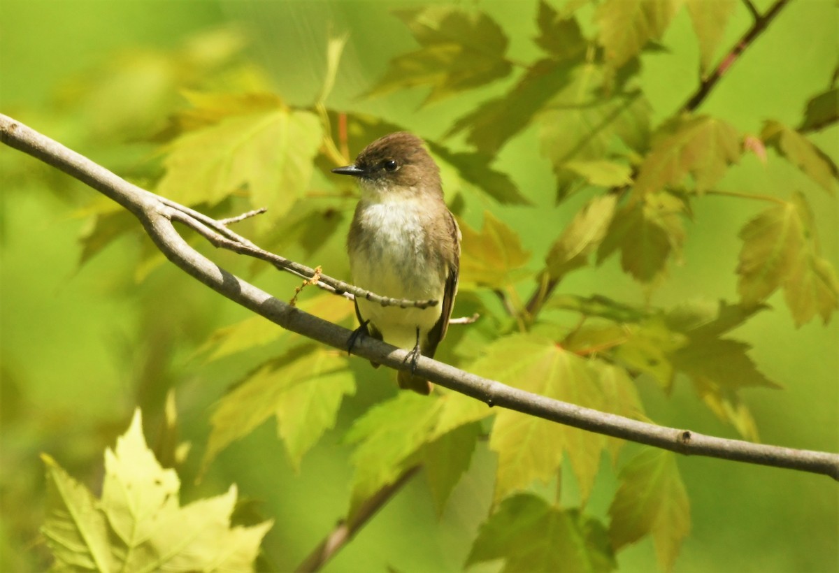 Eastern Wood-Pewee - Marcia Suchy