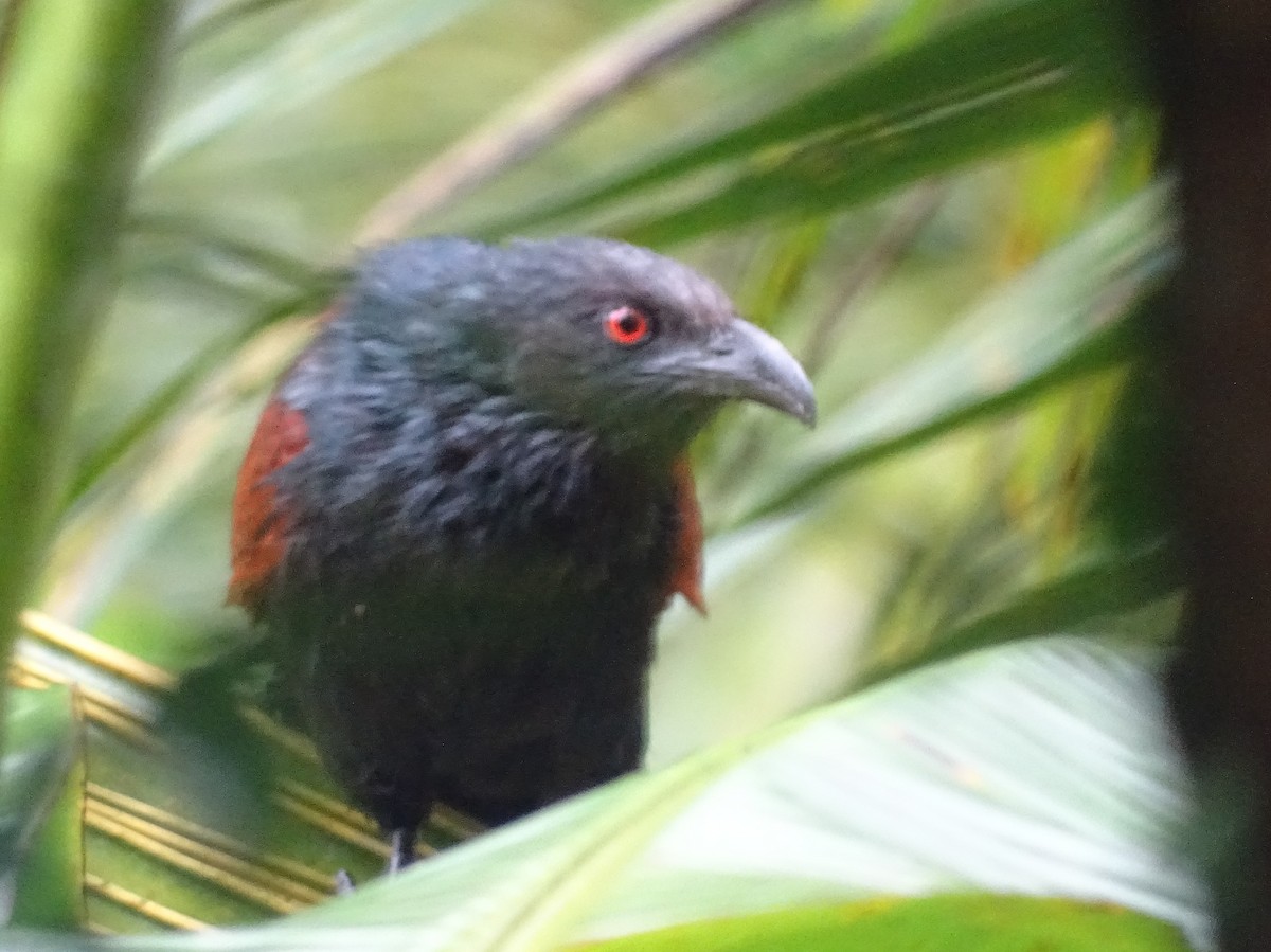 Greater Coucal - Sri Srikumar